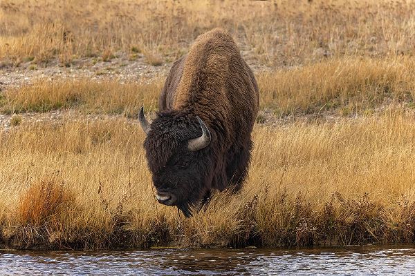 Jones, Adam 아티스트의 American Bison Yellowstone National Park-Wyoming작품입니다.